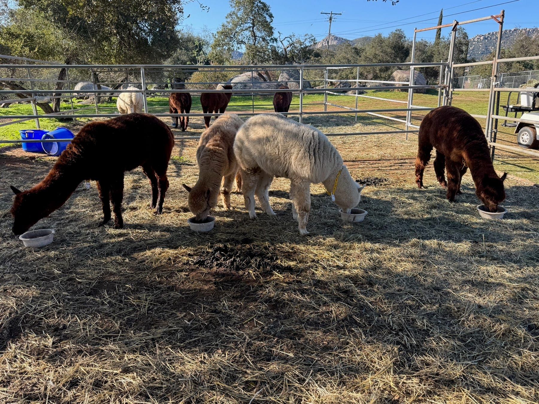 Alpacas arriving at Robin's Nest Rescue during a rehoming.