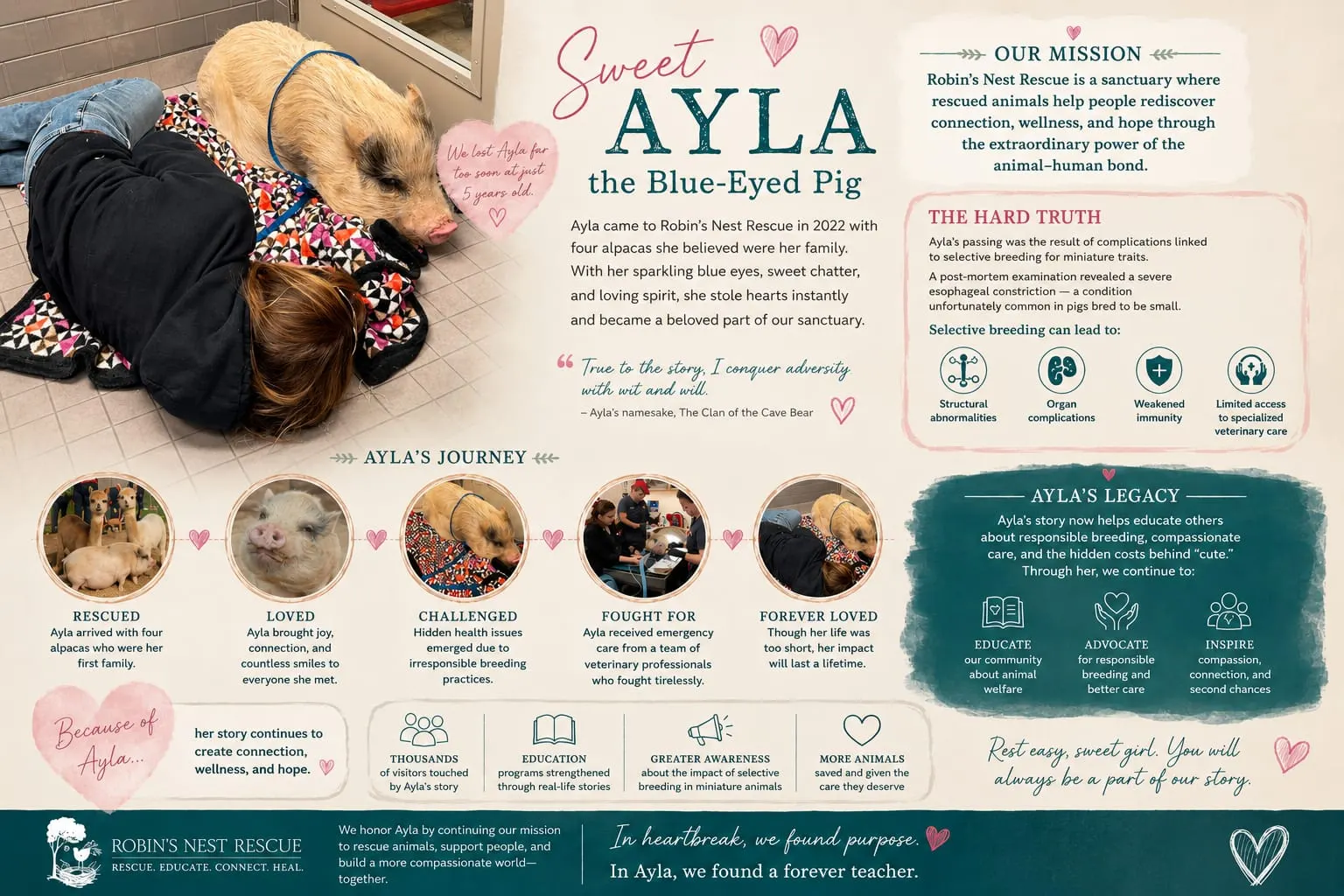 Infographic celebrating Ayla, a blue-eyed potbelly pig who arrived at Robin's Nest in 2022 — her journey from rescued to forever loved, the hard truth about the health complications of selective breeding in miniature pigs, and her enduring legacy educating others about responsible breeding and compassionate care.