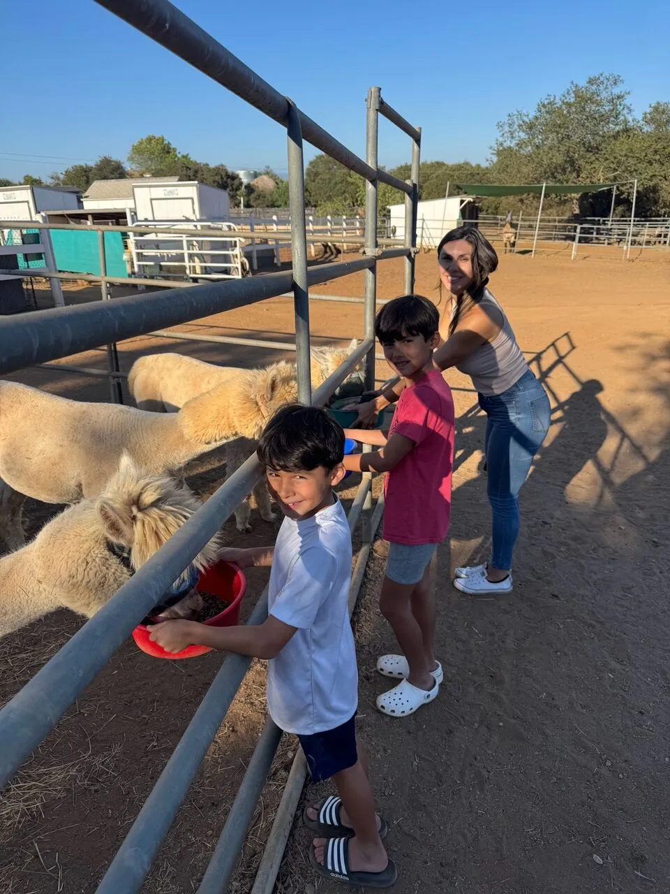 Three children at a fenced pen reach in to feed two curious alpacas from a red bucket on a sunny afternoon.