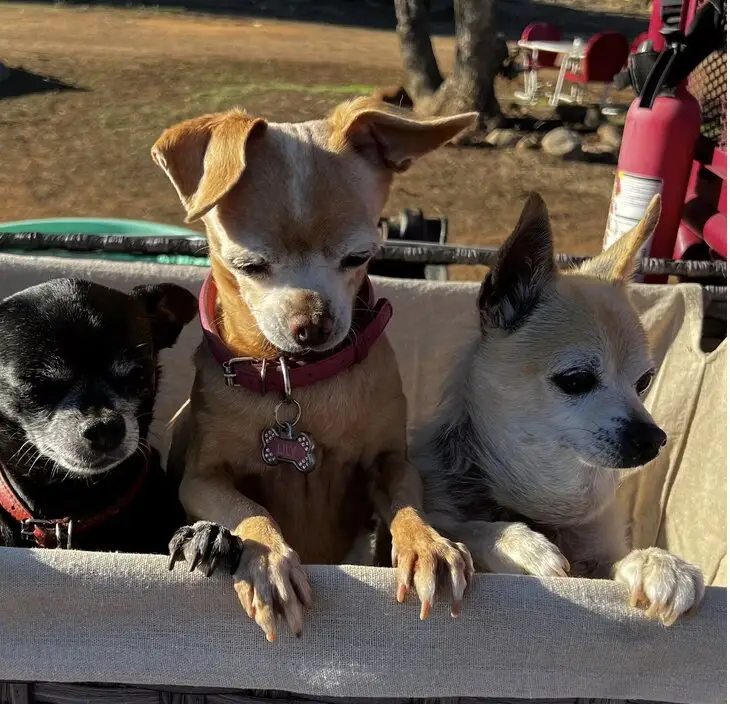 View The Three Chimigos photo 2 of 3, larger