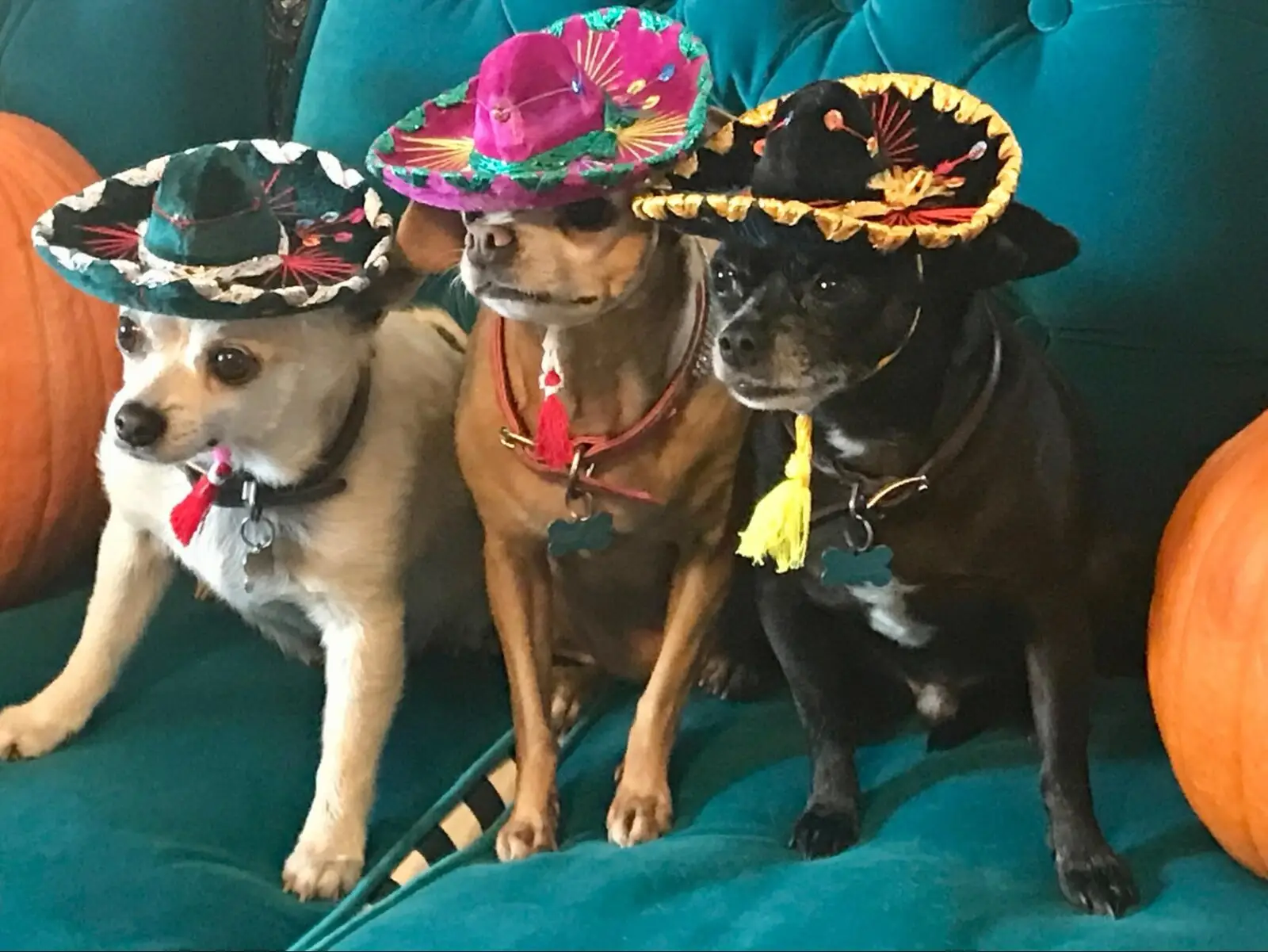 View The Three Chimigos photo 3 of 3, larger