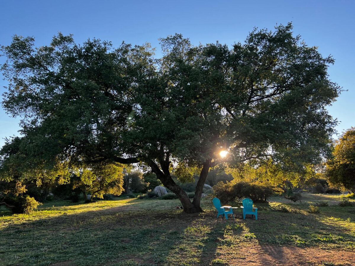 A custom guided retreat experience among Robin's Nest sanctuary animals.