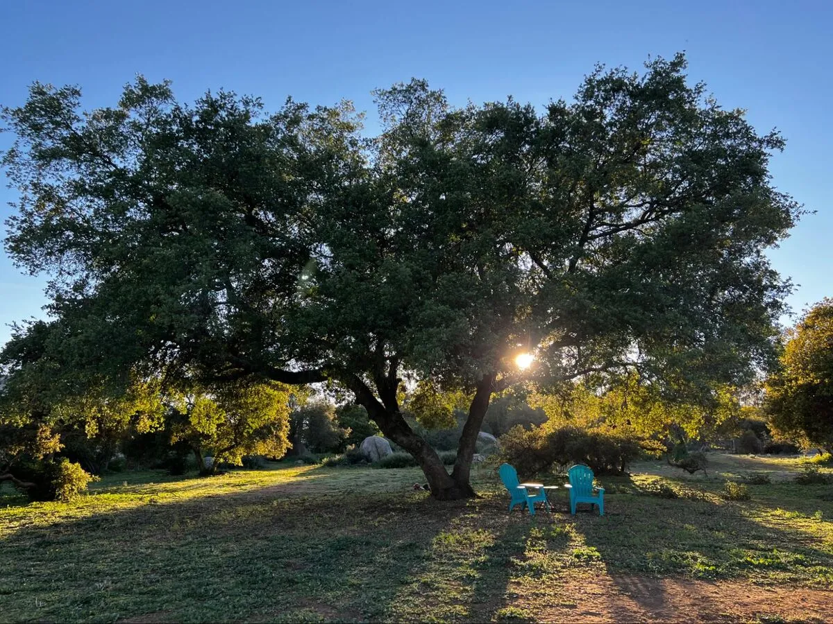 A custom guided retreat experience among Robin's Nest sanctuary animals.