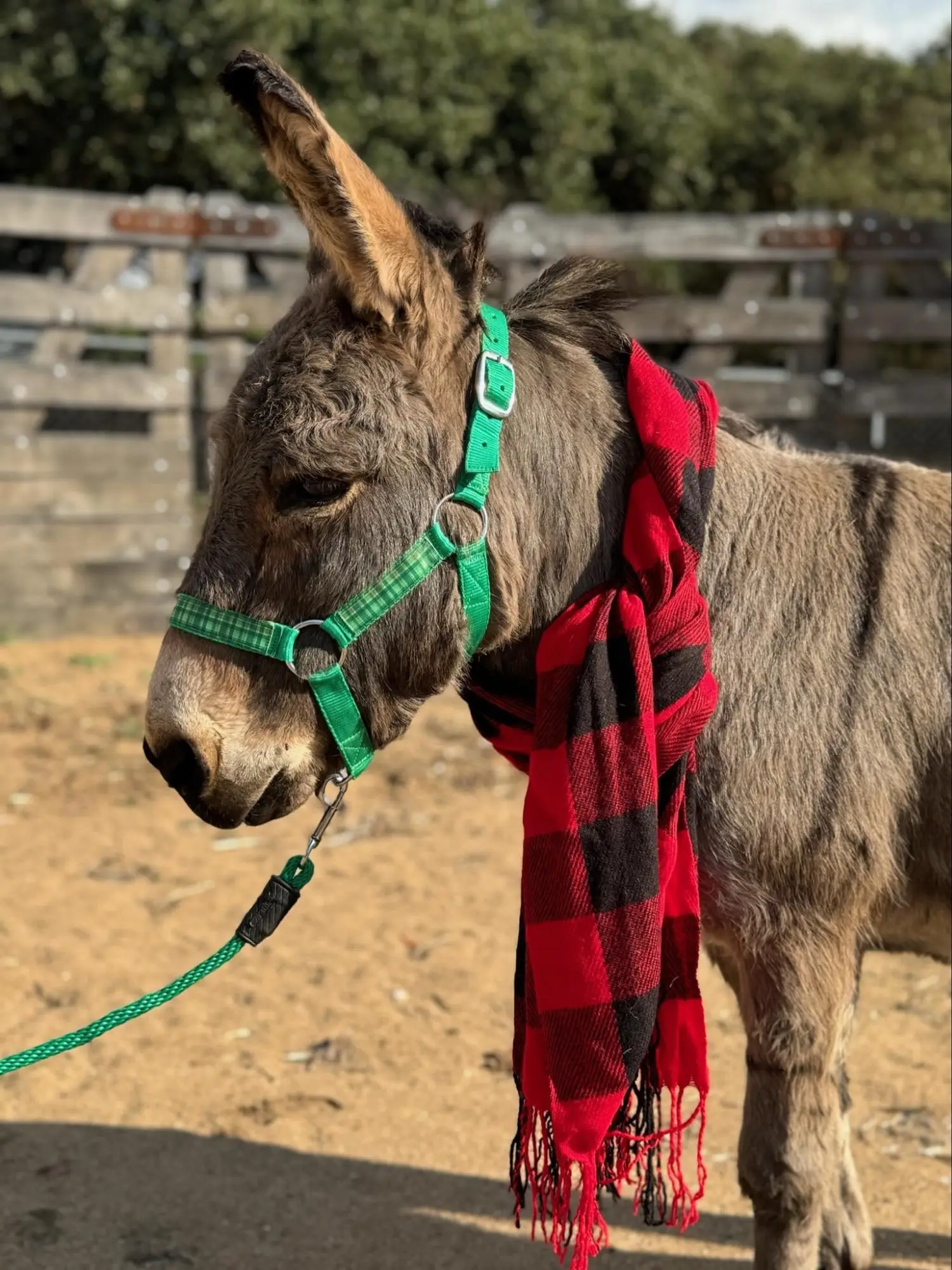 View Donkey photo 2 of 7, larger