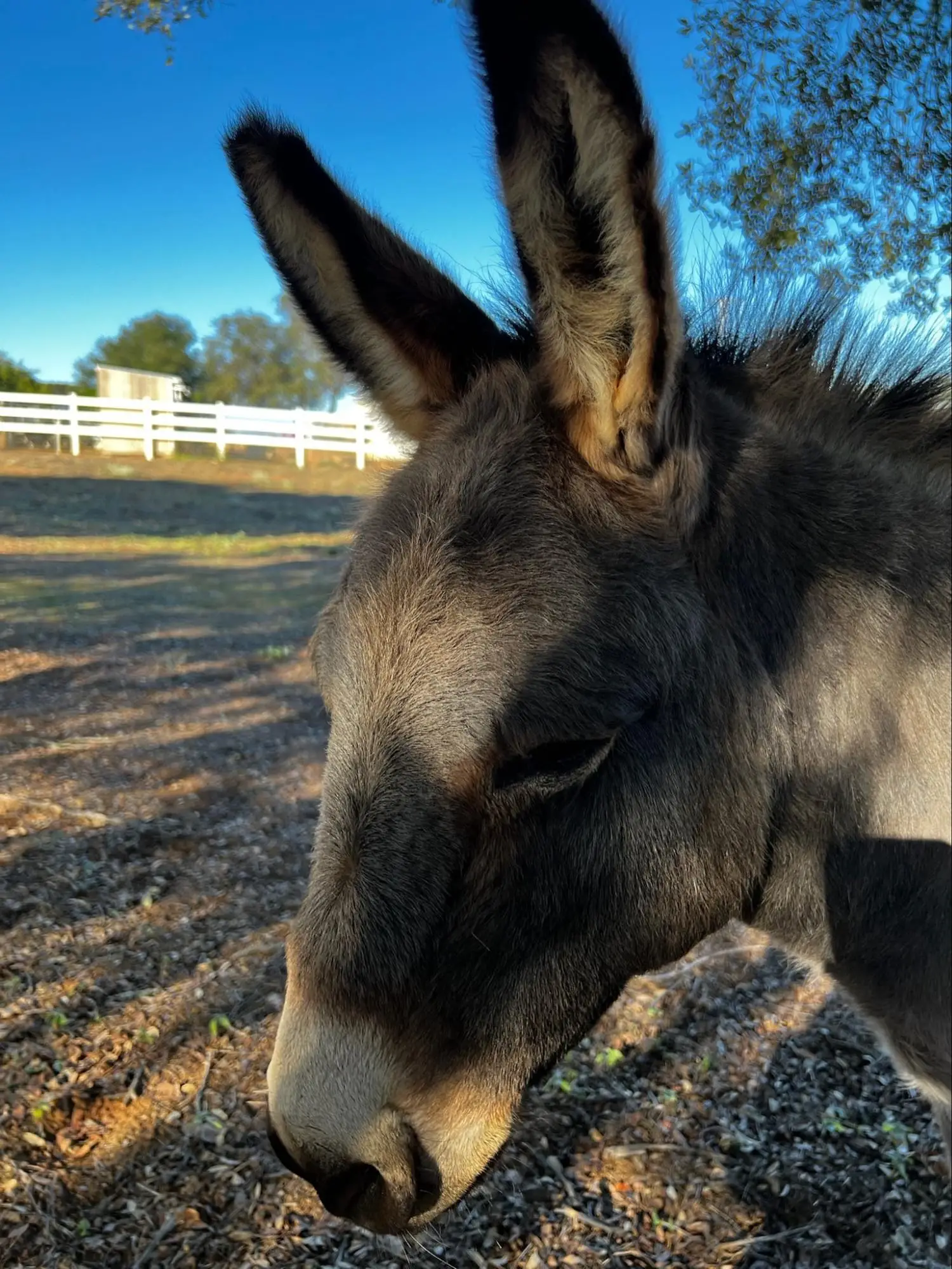 View Donkey photo 3 of 7, larger