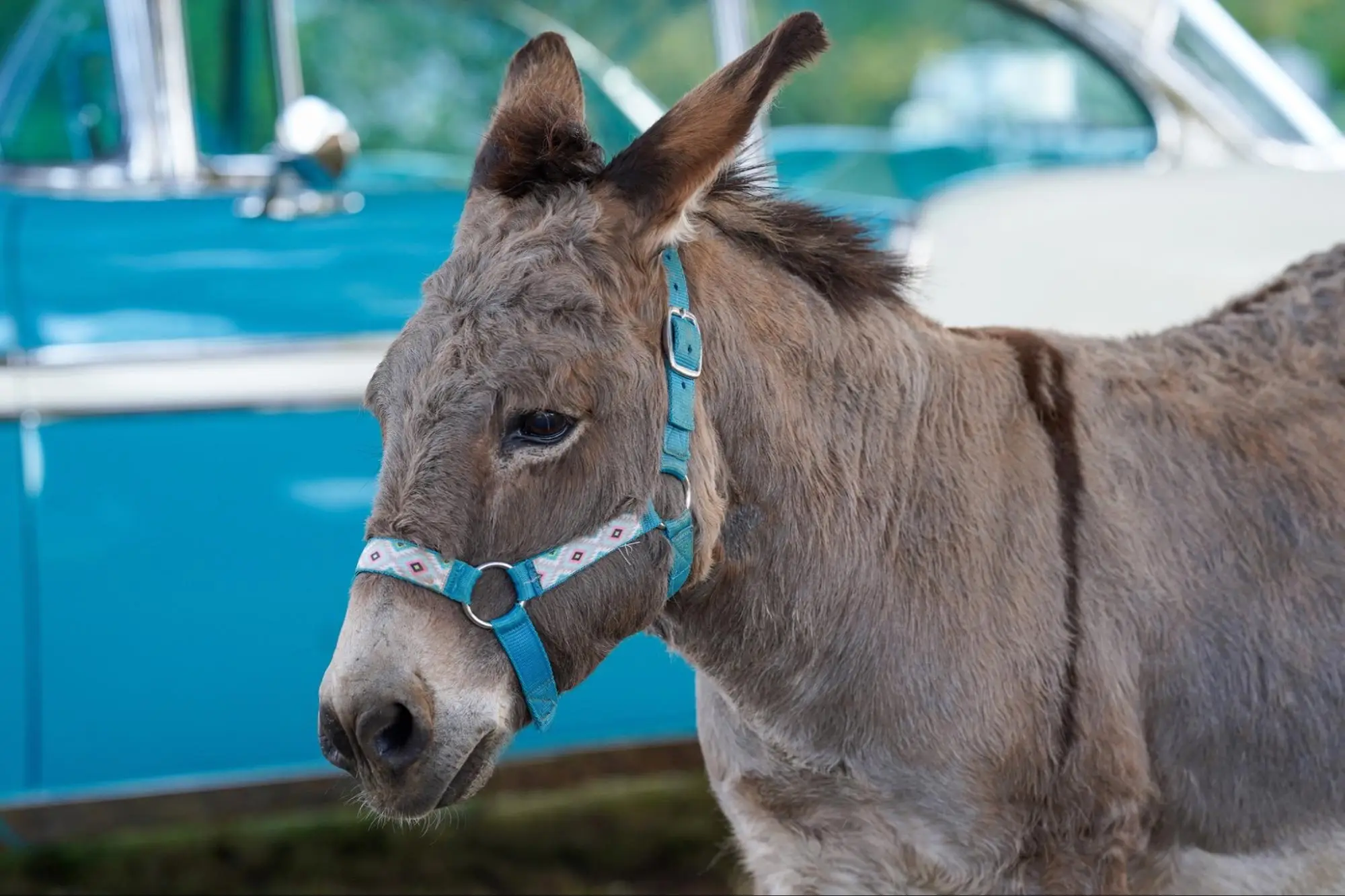 View Donkey photo 4 of 7, larger