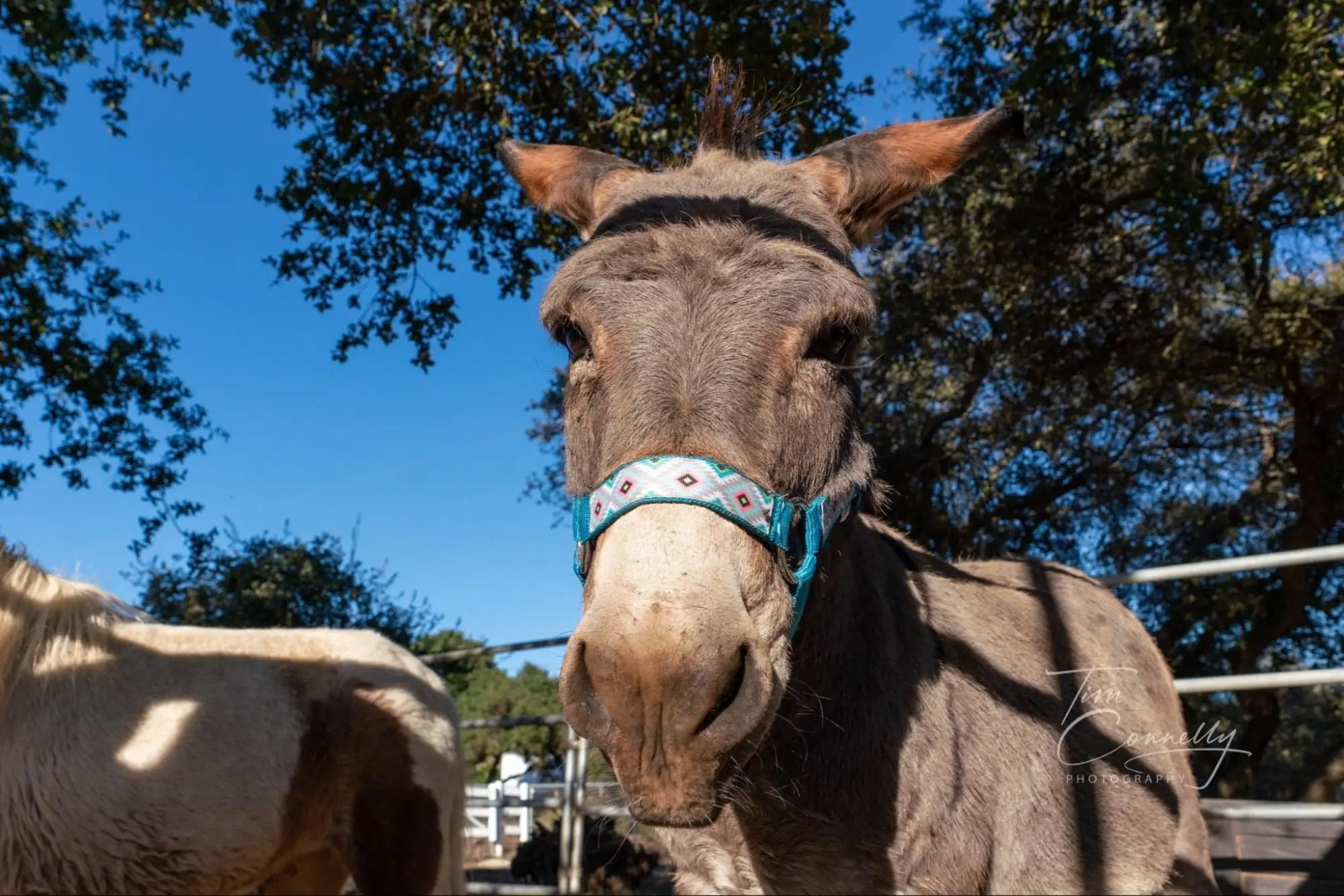 View Donkey photo 5 of 7, larger