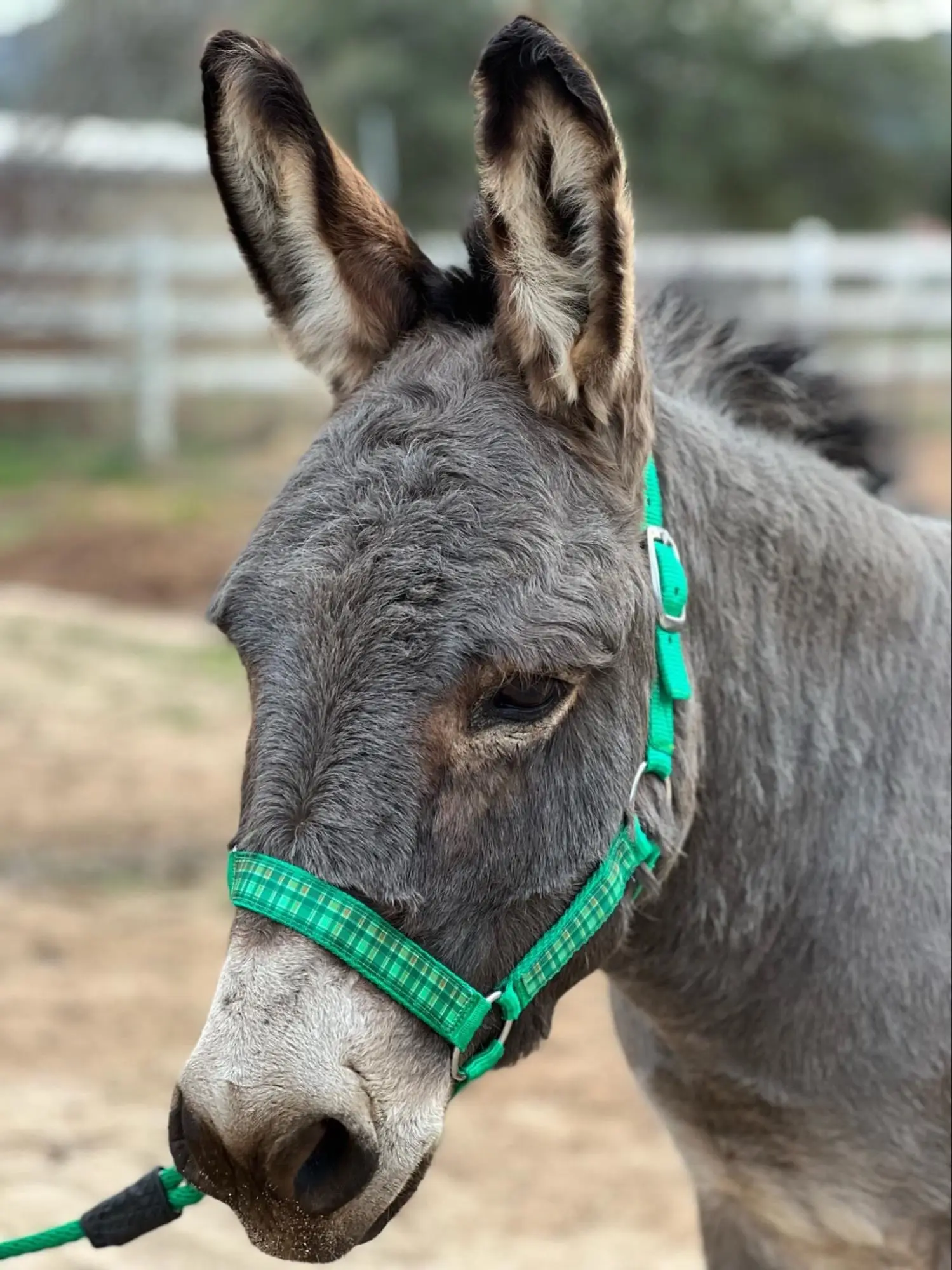 View Donkey photo 6 of 7, larger