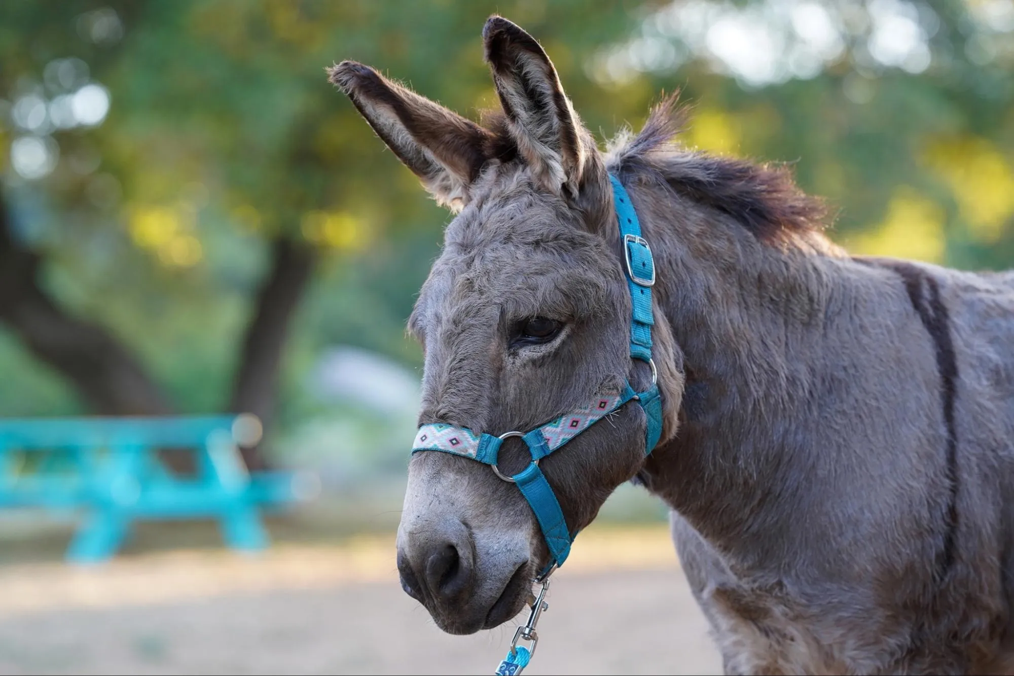 Donkey