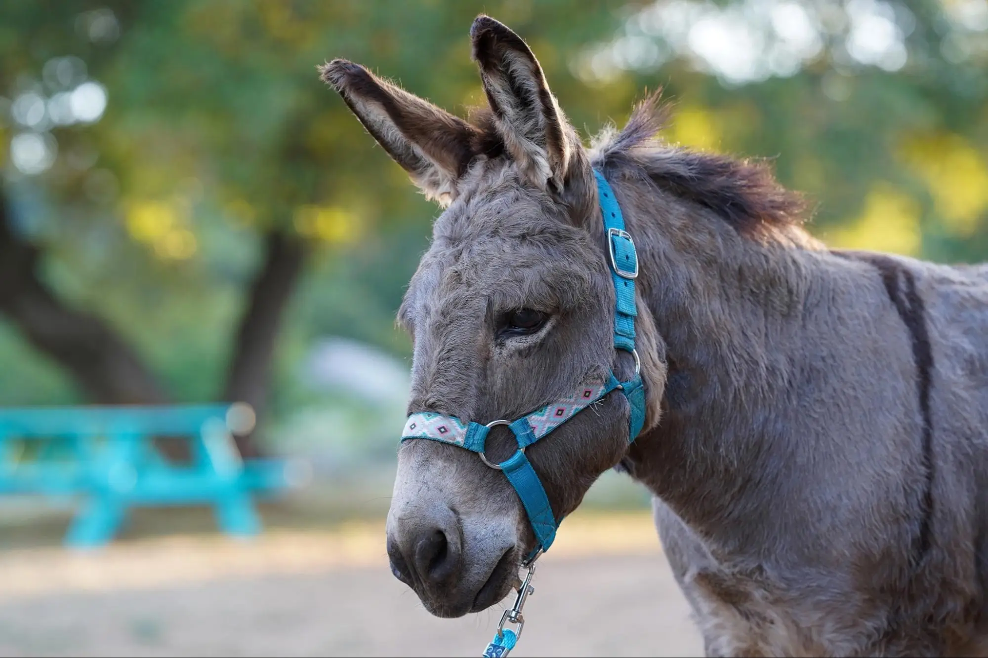 View Donkey photo 1 of 7, larger
