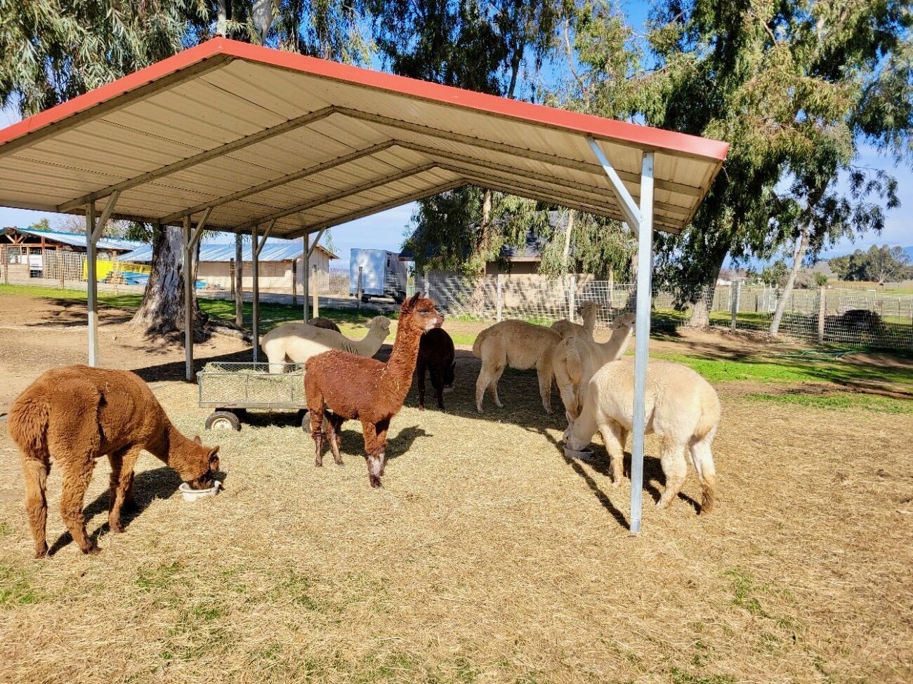A herd of senior alpacas at Robin's Nest Rescue after their 400-mile rescue mission.