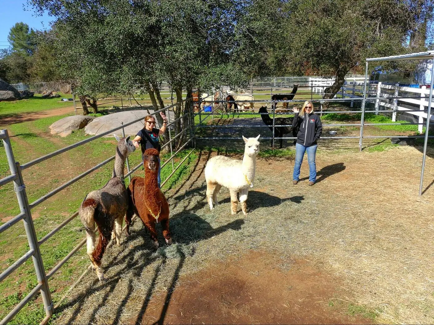 Volunteers unloading alpacas into a sheltered area at the sanctuary.