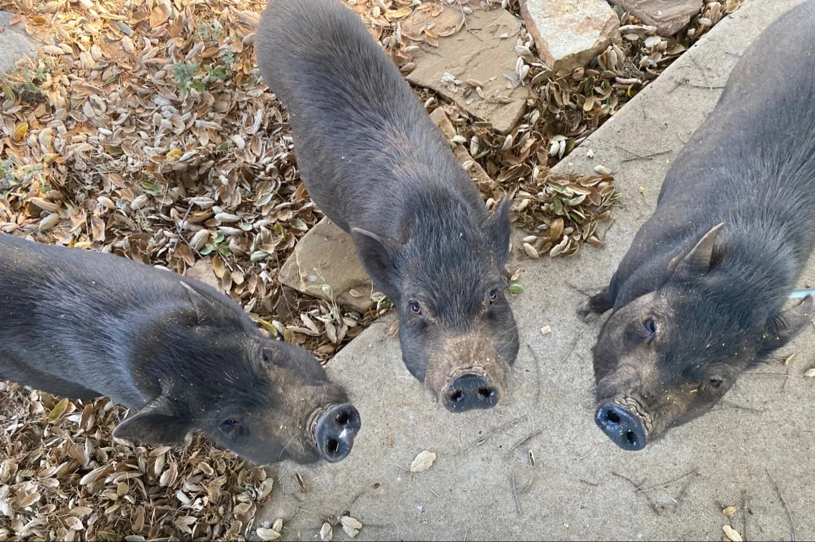 The first sanctuary pigs settling into their new home in Ramona.