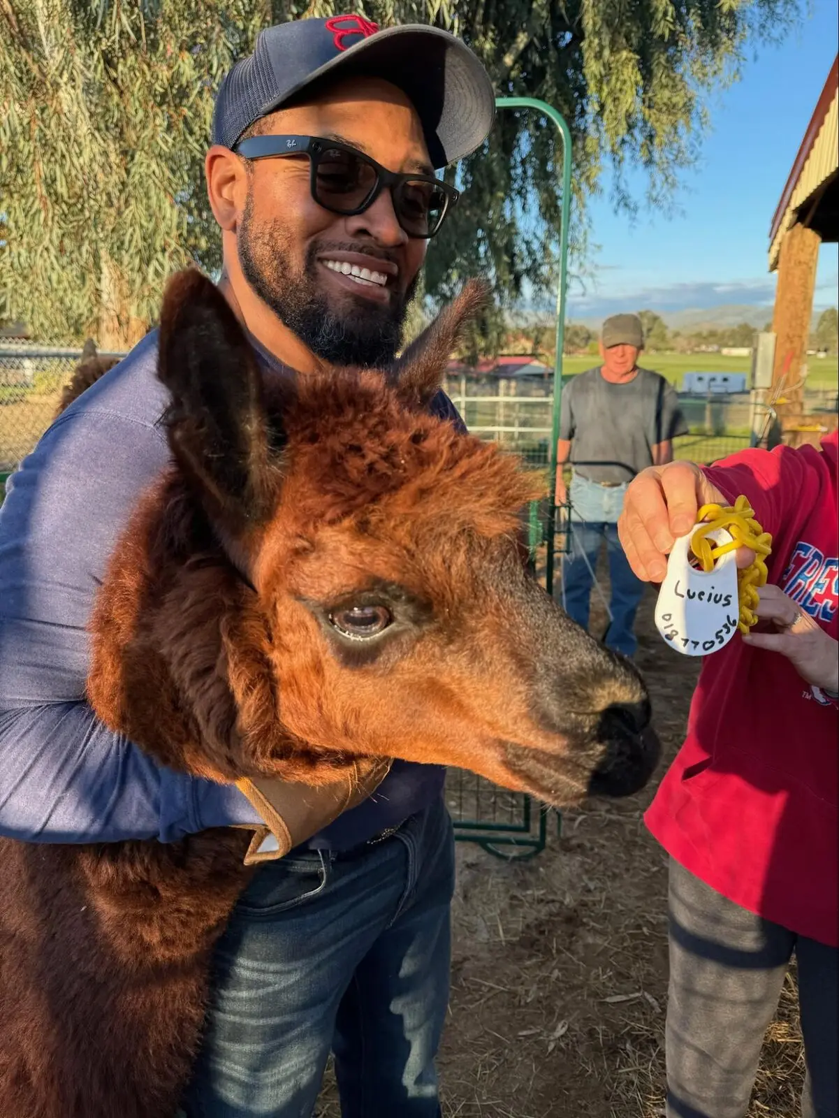 A senior alpaca being gently prepared for transport in the freezing rain.