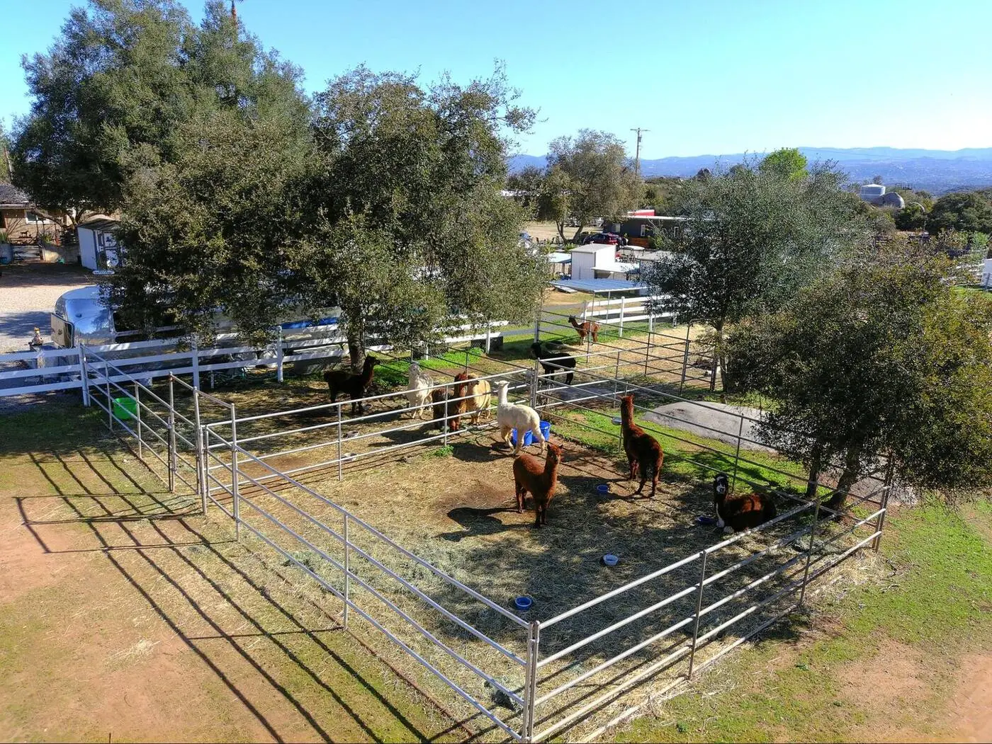 A senior alpaca taking in the new surroundings at Robin's Nest.