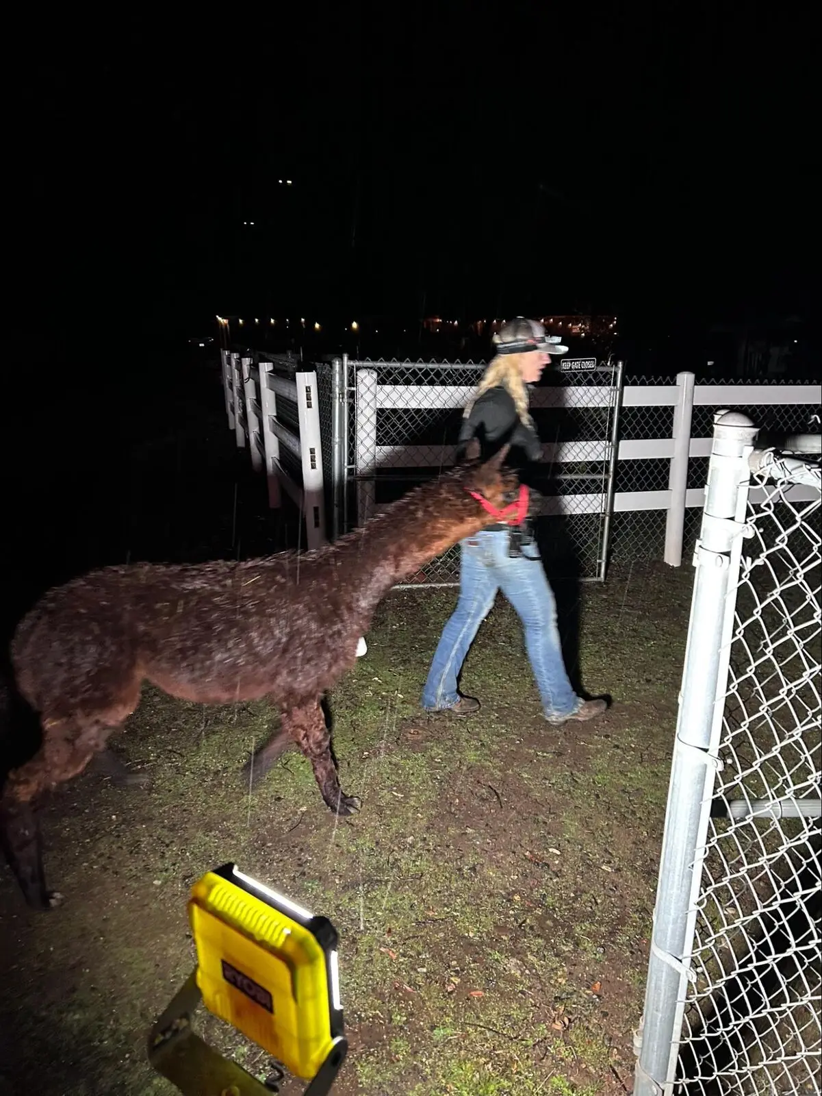 Another rescued senior alpaca exploring the sanctuary.