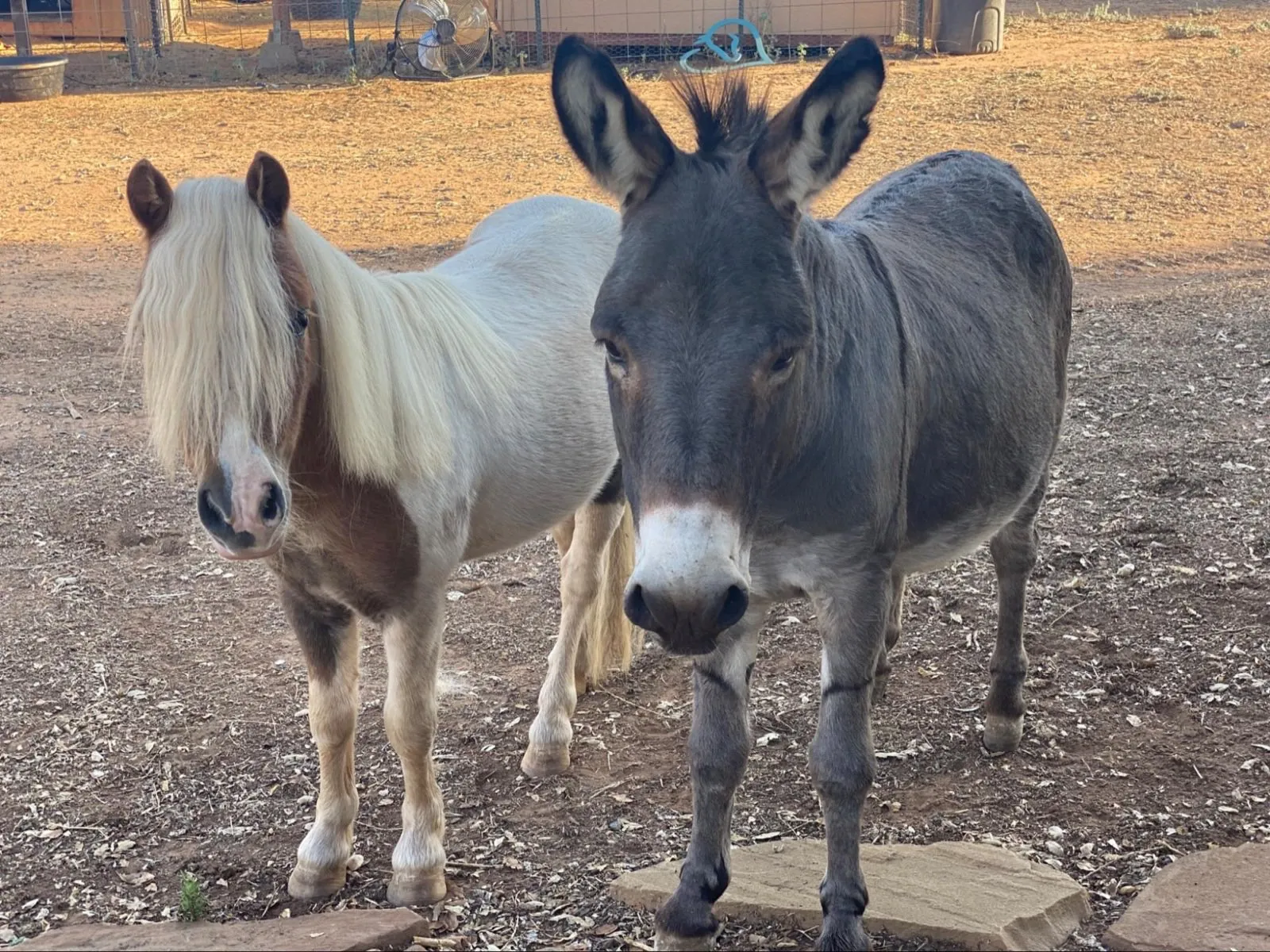 Phinneas the miniature horse and Donkey the miniature donkey at the sanctuary.