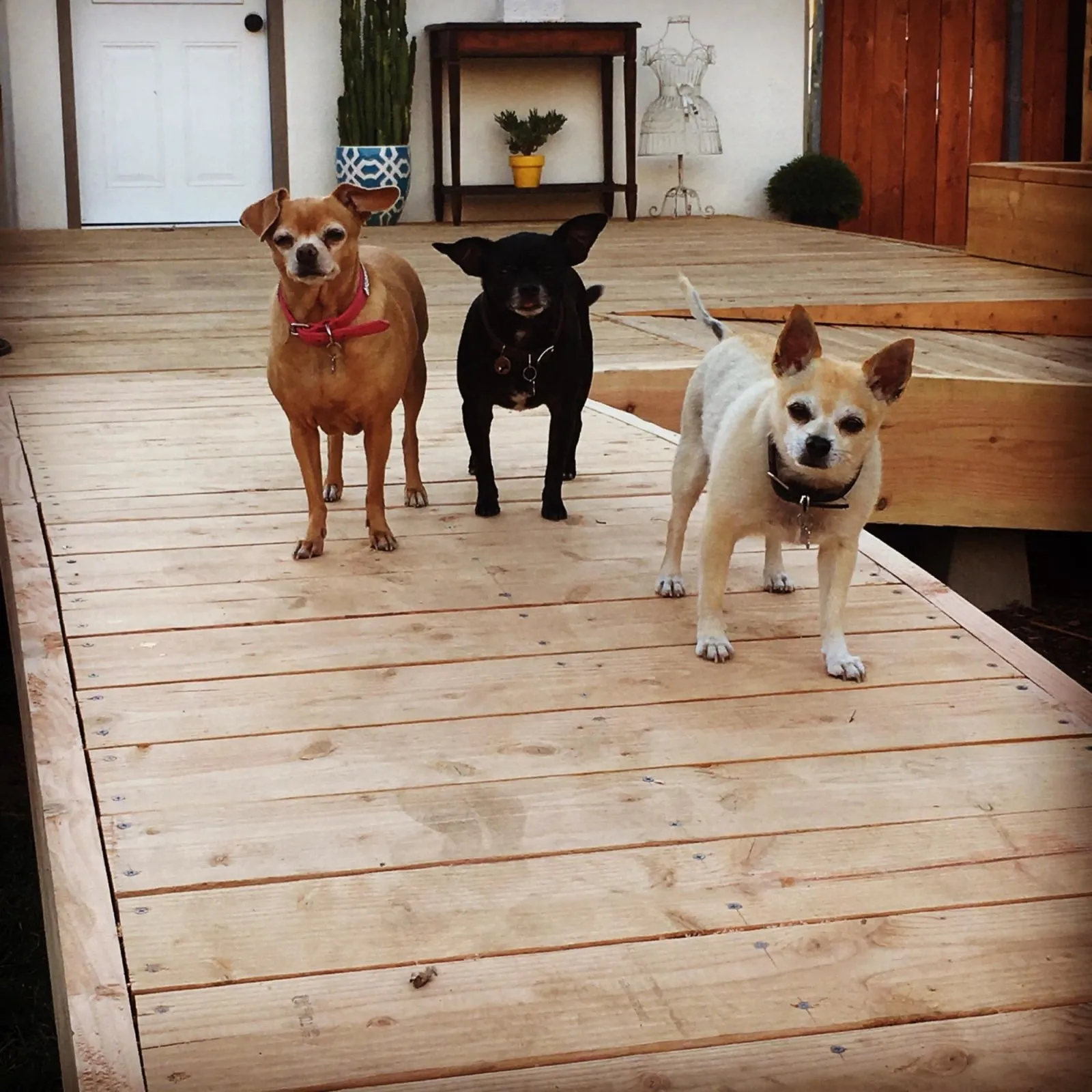 Three small rescue dogs — Lily the tan Chihuahua, Alberto the blonde, and Julio the black Chihuahua — together.
