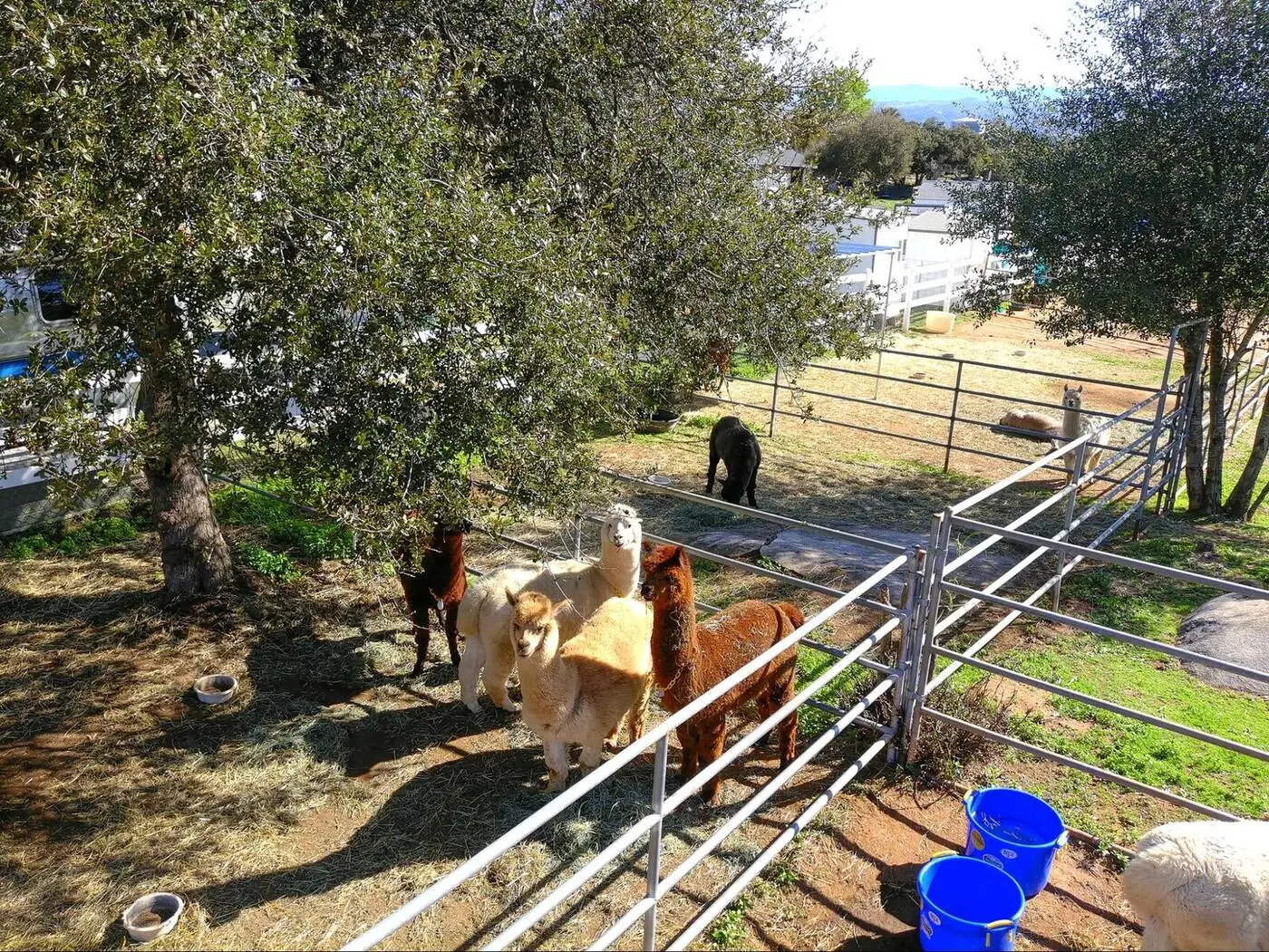 The herd settling in together at their new sanctuary home.