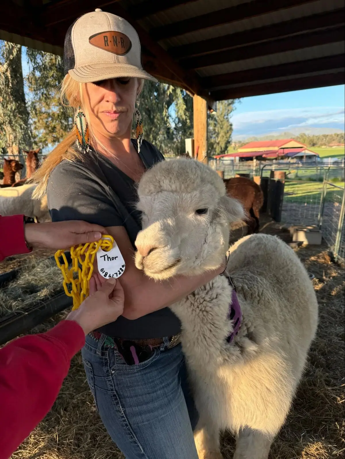 A senior alpaca standing in the rain on the day of the rescue, coat soaked from the storm.