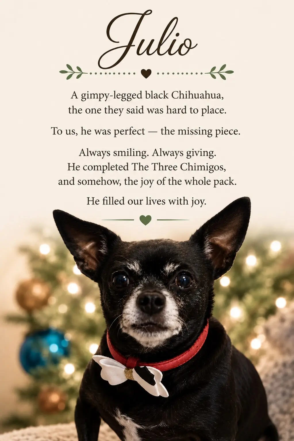 Julio, the joyful rescue story. The “imperfect dogs are perfect.” The warmth and gratitude one.