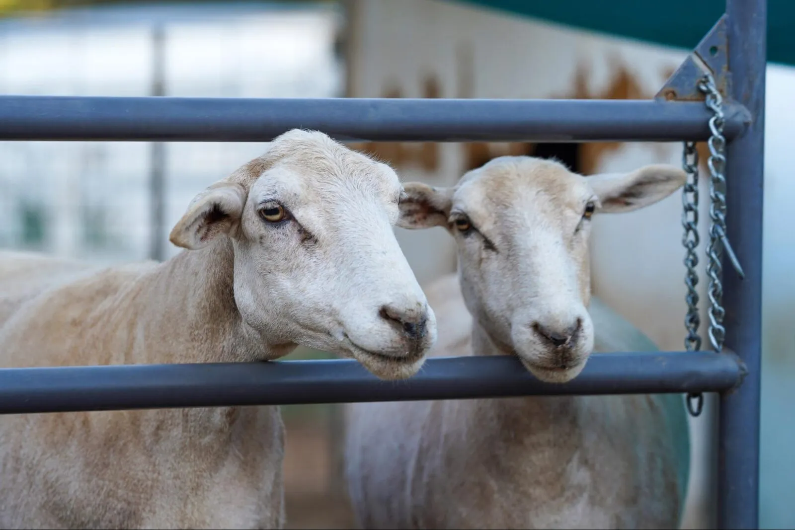 The Little Lambs
