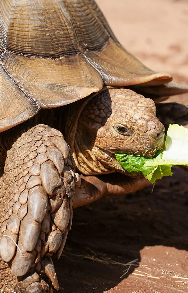 The Sulcata Tortoises