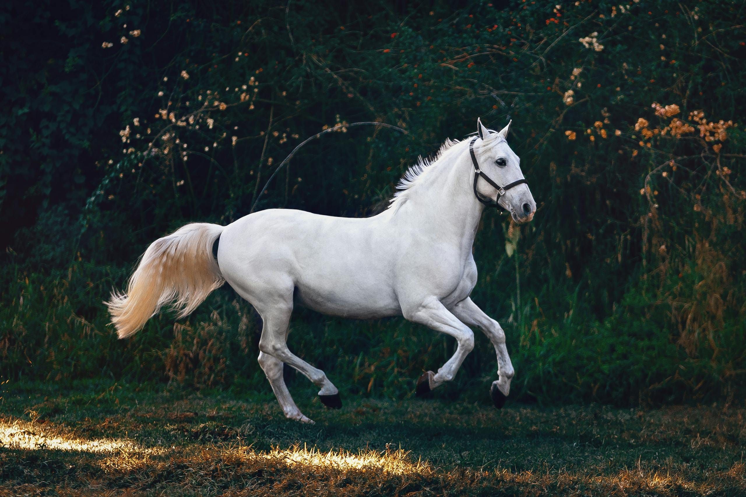 A white horse cantering across a grassy field at dusk.