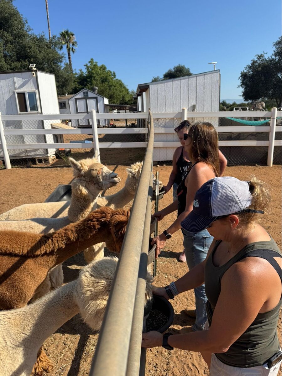 A small group gathered around a sanctuary animal during a guided experience.