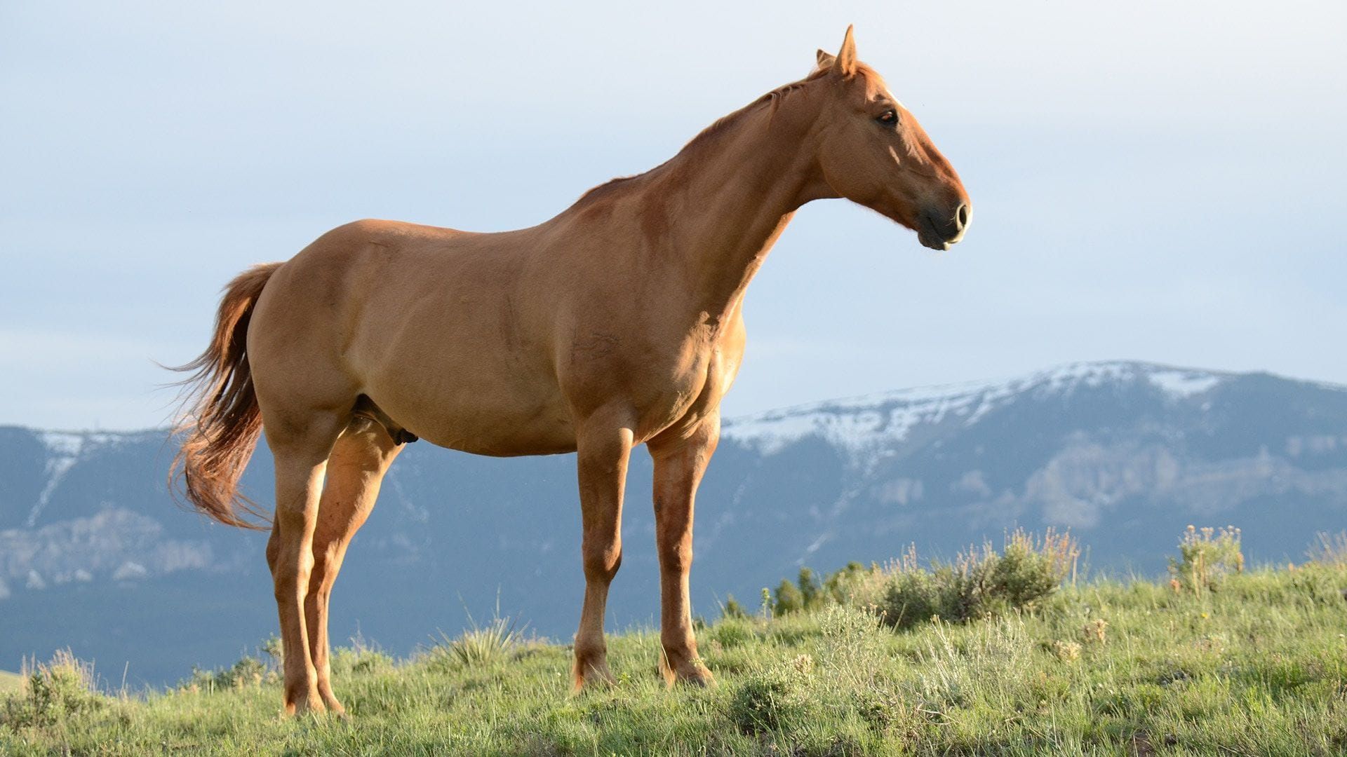 A calm chestnut horse standing on a grassy hillside with mountains in the background.