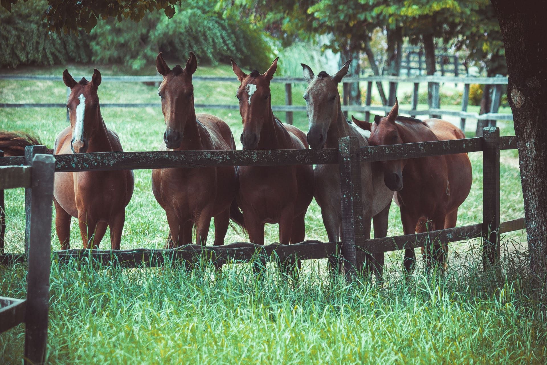 A group of horses standing together behind a wooden ranch fence.