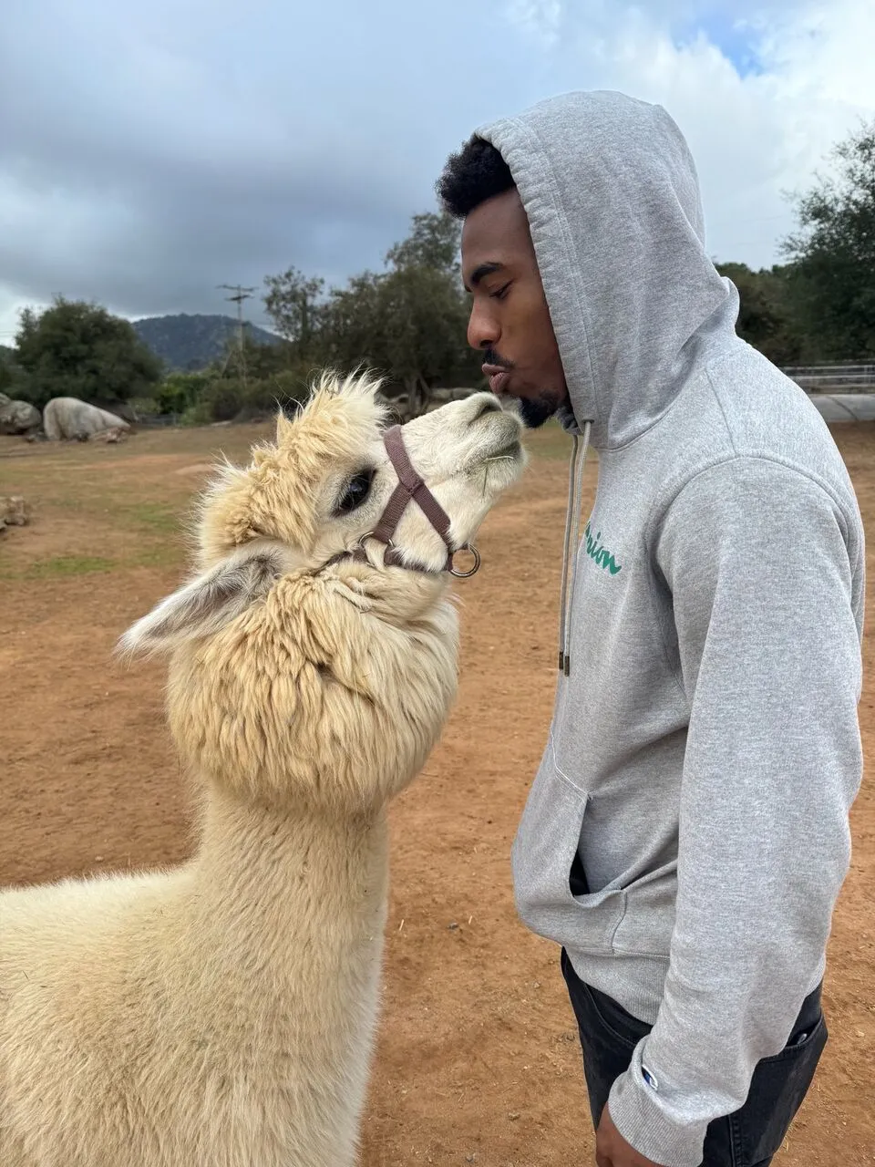 A visitor in a grey hooded sweatshirt leans in nose-to-nose with a curious cream-colored alpaca on a cloudy day at the ranch.