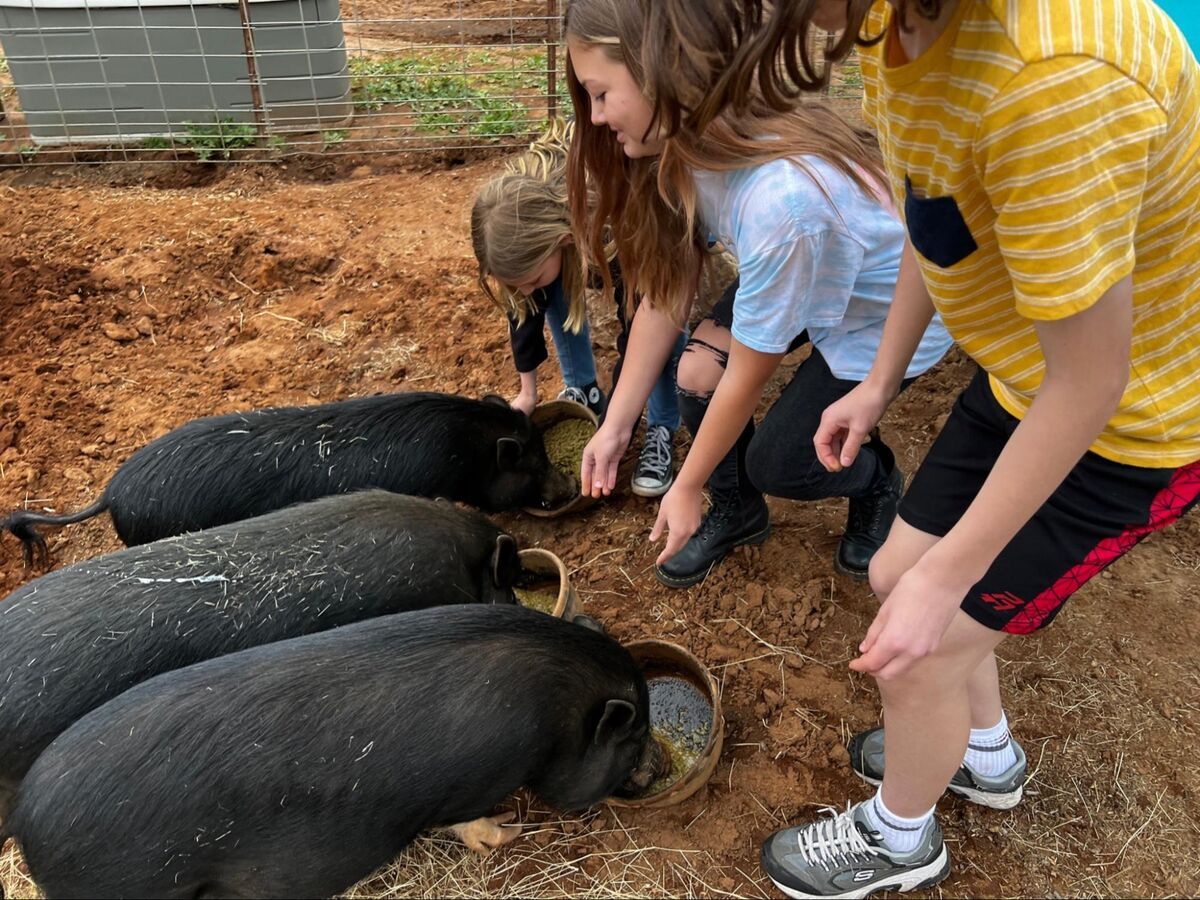 Young people connecting with rescued animals during a guided Side by Side experience.